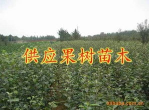 長(zhǎng)期大量供應(yīng)各種果樹苗木核桃苗指導(dǎo)價(jià) 長(zhǎng)期大量供應(yīng)各種果樹苗木核桃苗行情 陜西楊凌錦繡萬(wàn)畝果樹苗木繁育基地