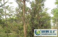 大量0 綠化樹 苗木價(jià)格_大量0 綠化樹 苗木廠家_世界工廠網(wǎng)產(chǎn)品信息庫(kù)