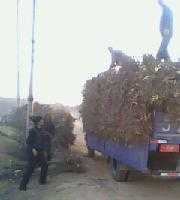 供應陜北清澗紅棗苗木價格_供應陜北清澗紅棗苗木廠家_世界工廠網(wǎng)產(chǎn)品信息庫