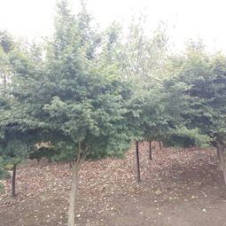 安徽肥西雞爪槭,規格齊全,精品銷售