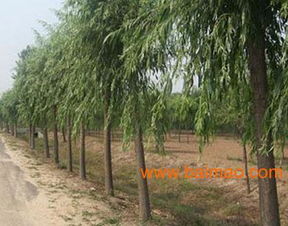 綠景供應(yīng)河北苗木,綠景供應(yīng)河北苗木生產(chǎn)廠家,綠景供應(yīng)河北苗木價格