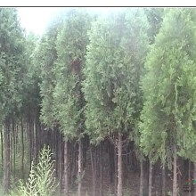 2019綠化苗木價格 報價 綠化苗木批發(fā) 園林網(wǎng)