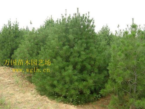 側(cè)柏苗木圖片,側(cè)柏苗木高清圖片 沭陽縣萬國綠化苗木園藝場,