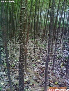 常綠喬木 落葉喬木 山東省誠(chéng)信綠化苗木基地供應(yīng)常綠喬木第1頁(yè)