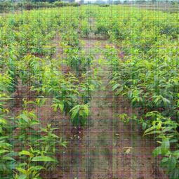 新聞資訊 特高產(chǎn)桃樹苗供應(yīng) 中油蟠5號(hào)桃苗新品種供應(yīng) 公司 歡迎您