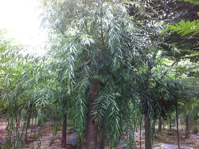 山東萬(wàn)畝苗木大量出售西湖垂柳-山東萬(wàn)畝苗木培育基地提供山東萬(wàn)畝苗木大量出售西湖垂柳的相關(guān)介紹、產(chǎn)品、服務(wù)、圖片、價(jià)格13-14公分紅葉碧桃樹苗、5公分龍柱碧桃價(jià)格、3公分菊花碧桃小苗、8公分法桐基地、速生白蠟樹苗、山東國(guó)槐樹基地、