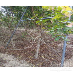 【無籽石榴苗2019年批發價格】- 