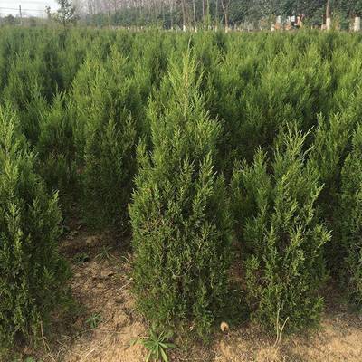 側(cè)柏杯苗側(cè)柏球30公分側(cè)柏苗木基地