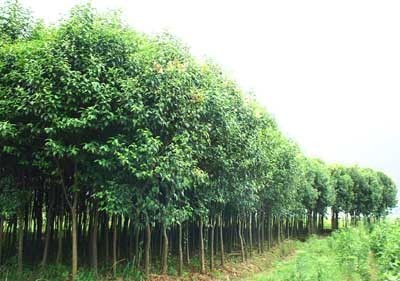 快熟育苗方法,葡萄,葡萄苗,葡萄苗木產(chǎn)品信息|中國(guó)農(nóng)業(yè)網(wǎng)