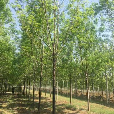 20公分白蠟多少錢(qián) 12公分白蠟 德祥苗木 *近白蠟價(jià)格