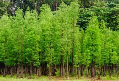 因地制宜,你的城市適合怎樣的苗木?_財(cái)經(jīng)_網(wǎng)