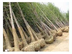 山東五角楓苗木基地供應(yīng)15公分五角楓樹(shù)、名運(yùn)苗木基地出售|喬灌木|綠化苗木|供應(yīng)信息|597苗木網(wǎng)