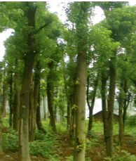 綠化苗木產(chǎn)品,苗木圖片信息 280