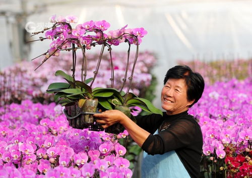 美麗經(jīng)濟(jì)綻放 年宵花市場再升溫，花卉種植迎新春