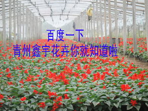 青州鑫宇花卉苗木基地一二年生草花與苗木產(chǎn)品名錄