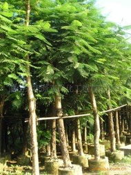 綠化苗木產(chǎn)品清單 - 第241頁苗木精選