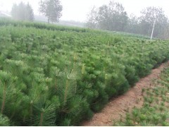 花卉苗木供應(yīng) 黑松、側(cè)柏、油松種植指南與市場前景