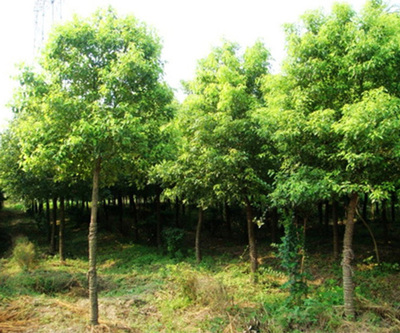 欒樹苗木市場價格解析與永誠園林上海欒樹種植優勢