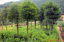 陳向前林業綠化苗木產品全覽