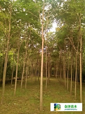 千頭椿苗木的南北種植熱土 遼寧、山西、山東及河北保定博野金澤基地
